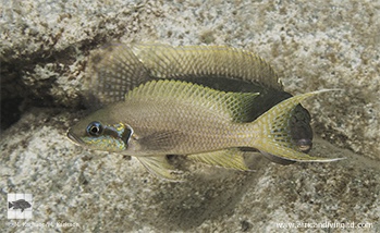 Neolamprologus brichardi 'Kitango Rocks'